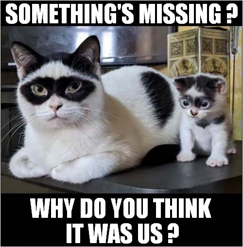 Definitely A Cat Burglar And Her Accomplice ! | SOMETHING'S MISSING ? WHY DO YOU THINK
 IT WAS US ? | image tagged in cats,burglar,masks,suspicious | made w/ Imgflip meme maker