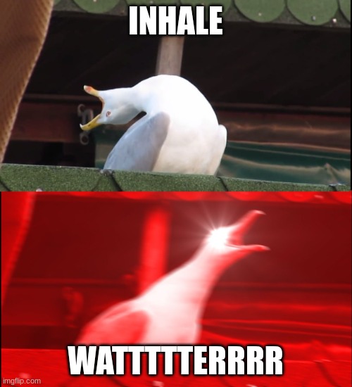 Screaming bird | INHALE WATTTTTERRRR | image tagged in screaming bird | made w/ Imgflip meme maker