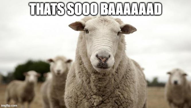 Sheep | THATS SOOO BAAAAAAD | image tagged in sheep | made w/ Imgflip meme maker
