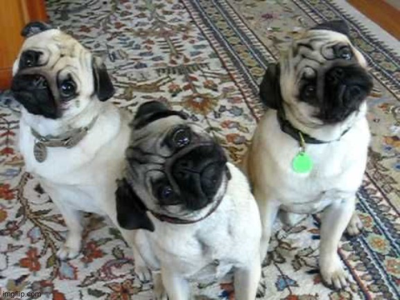Confused Pug Trio | image tagged in confused pug trio | made w/ Imgflip meme maker