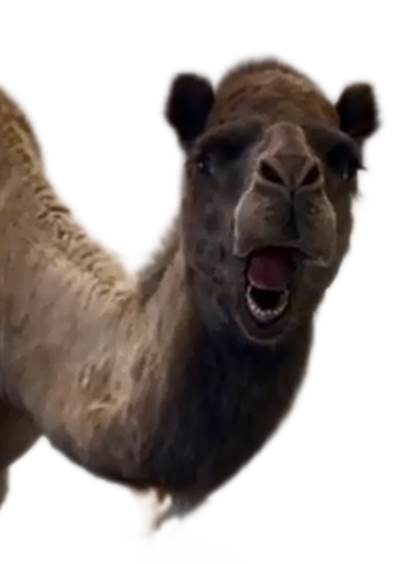 High Quality Geico Camel Blank Meme Template