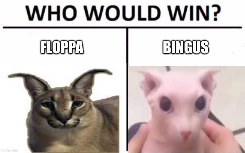 Floppa or Bingus | FLOPPA; BINGUS | image tagged in floppa,bingus | made w/ Imgflip meme maker
