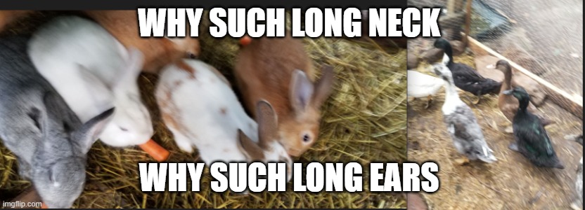 pets | WHY SUCH LONG NECK; WHY SUCH LONG EARS | image tagged in funny memes | made w/ Imgflip meme maker