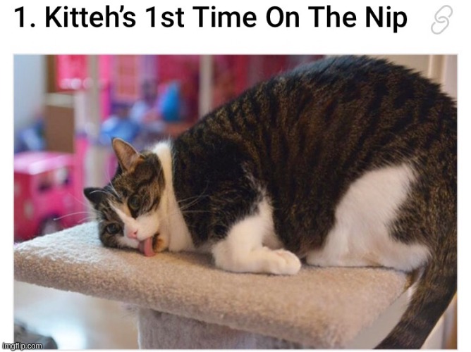 kitteh | image tagged in first time,catnip,high af | made w/ Imgflip meme maker