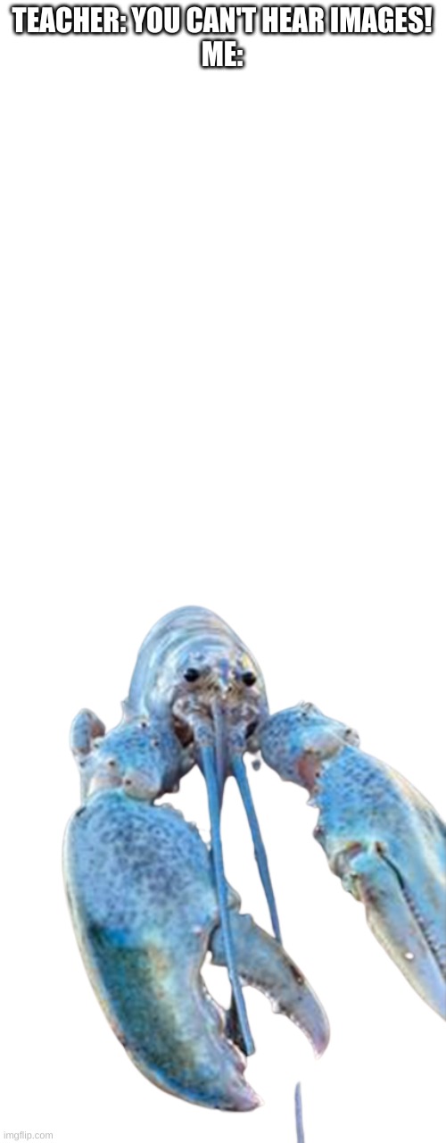 Hattie the Cotton Candy Blue Lobster staring at you | TEACHER: YOU CAN'T HEAR IMAGES!




ME: | image tagged in hattie the cotton candy blue lobster staring at you,lobster,memes | made w/ Imgflip meme maker