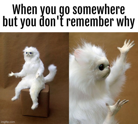 Happens to me all the time | When you go somewhere but you don't remember why | image tagged in memes,persian cat room guardian | made w/ Imgflip meme maker