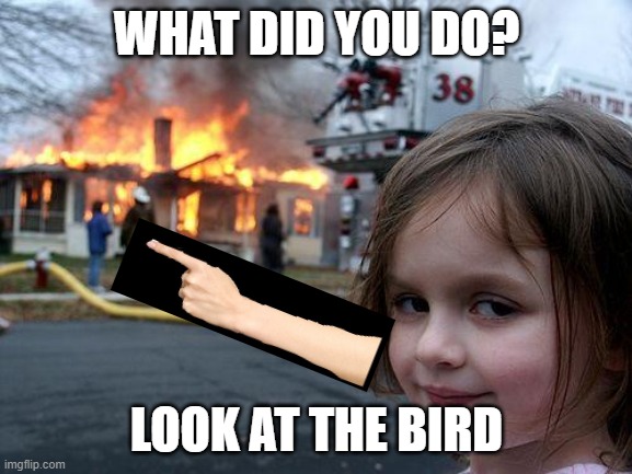 birb | WHAT DID YOU DO? LOOK AT THE BIRD | image tagged in memes,disaster girl | made w/ Imgflip meme maker