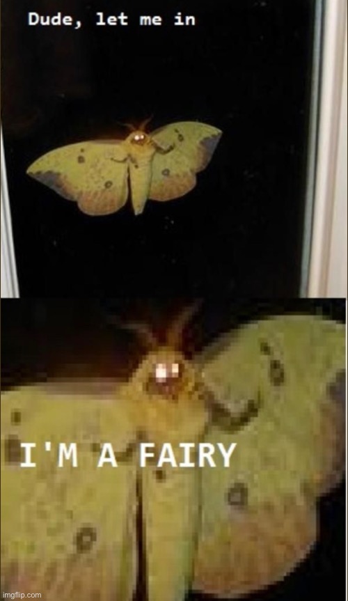 let the fairy in | made w/ Imgflip meme maker