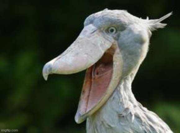 Shoebill Stork | image tagged in shoebill stork | made w/ Imgflip meme maker