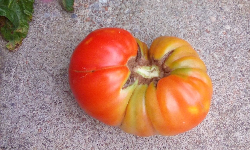 Good tomato | image tagged in tomato | made w/ Imgflip meme maker