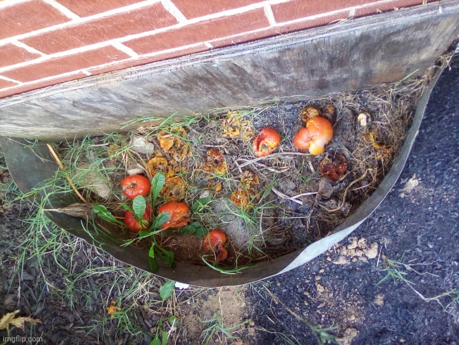 Tomatoes got eat up by bugs | image tagged in bugs,tomato | made w/ Imgflip meme maker