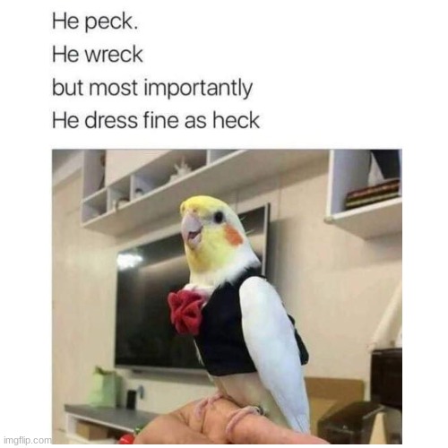 Birb in Tuxedo | image tagged in birb | made w/ Imgflip meme maker