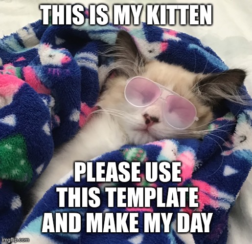 :] I want to see this everywhere (p.s. his name is Qibli | THIS IS MY KITTEN; PLEASE USE THIS TEMPLATE AND MAKE MY DAY | image tagged in gangsta kitten | made w/ Imgflip meme maker