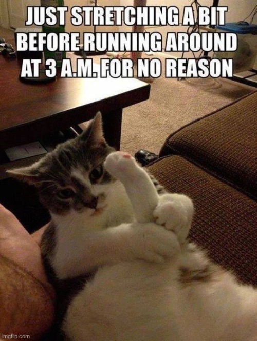 Stretching Cat | image tagged in funny cats | made w/ Imgflip meme maker