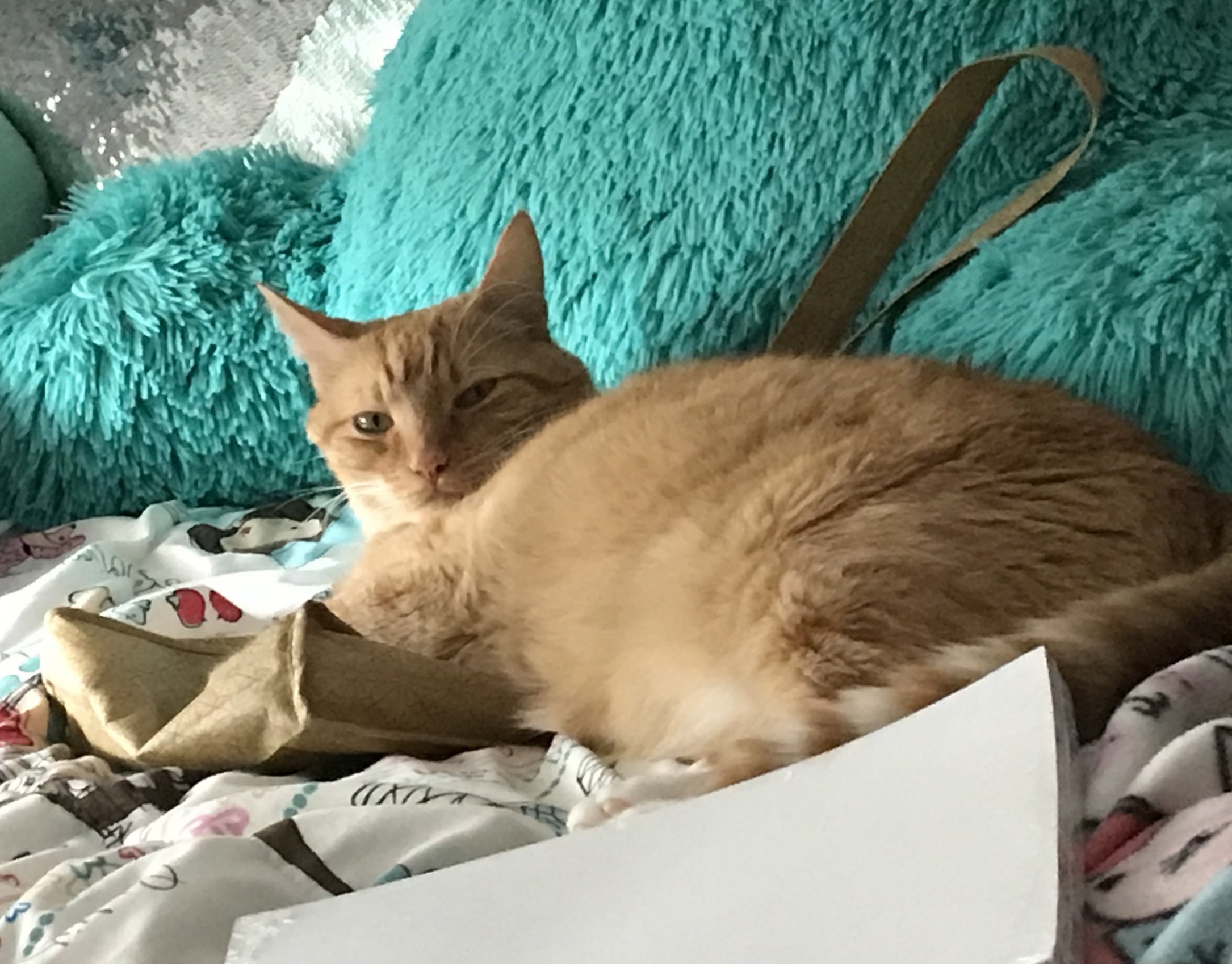 s Blank Meme Template