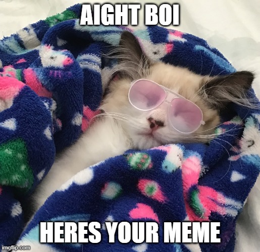 Gangsta kitten | AIGHT BOI; HERES YOUR MEME | image tagged in gangsta kitten | made w/ Imgflip meme maker