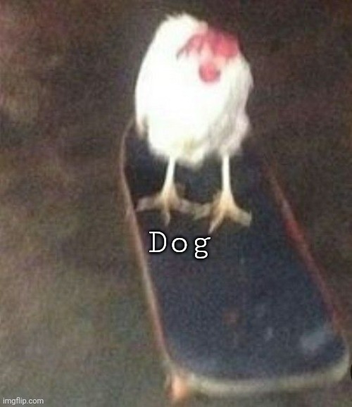 Post this dog when they least expect it | Dog | image tagged in dog on skateboard | made w/ Imgflip meme maker