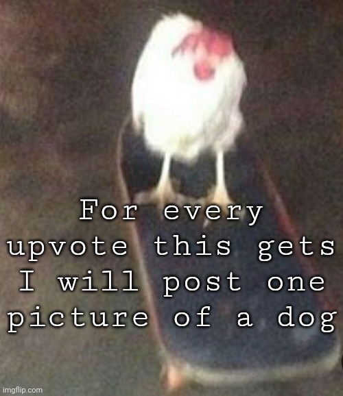 Idk I'm bored | For every upvote this gets I will post one picture of a dog | image tagged in dog on skateboard | made w/ Imgflip meme maker