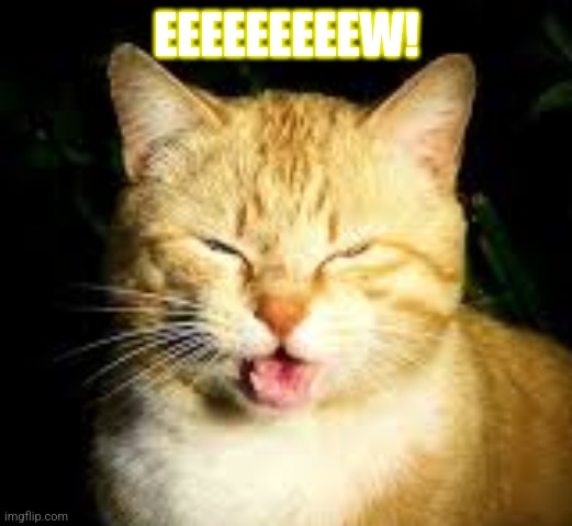 yucky face cat | EEEEEEEEEW! | image tagged in yucky face cat | made w/ Imgflip meme maker