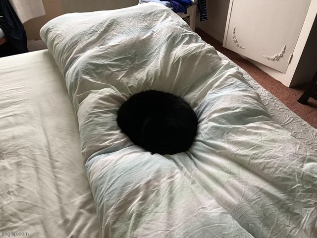 Sleeping cat looks like a black hole | image tagged in cats,cat,animals,image | made w/ Imgflip meme maker