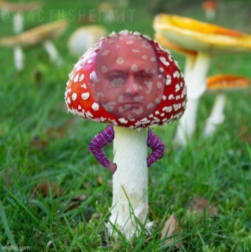 Disappointed amanita | image tagged in mushroom,disappointment,disappointed,shrooms,mushroom grower,cricket | made w/ Imgflip meme maker