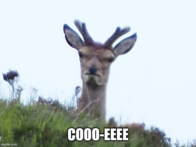 furious deer | COOO-EEEE | image tagged in furious deer | made w/ Imgflip meme maker