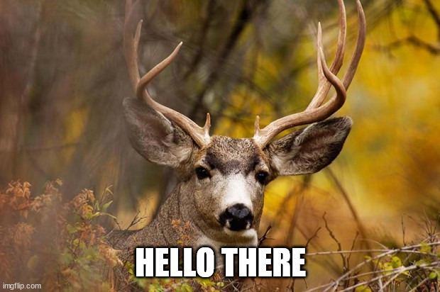 deer meme | HELLO THERE | image tagged in deer meme | made w/ Imgflip meme maker