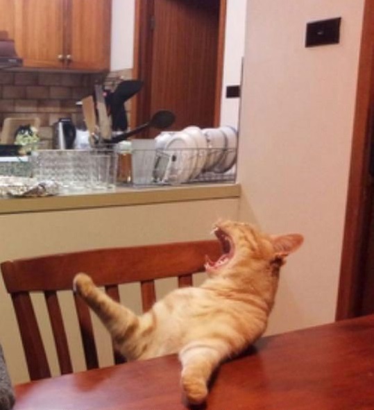 Yelling cat Blank Meme Template