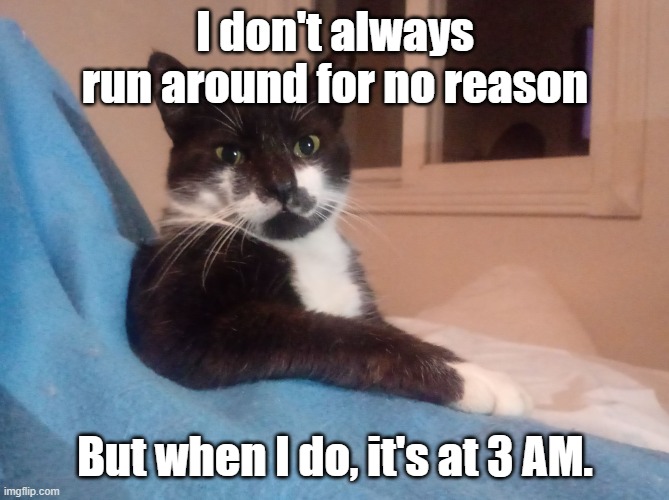 The Most Interesting Cat in The World | I don't always run around for no reason But when I do, it's at 3 AM. | image tagged in the most interesting cat in the world | made w/ Imgflip meme maker