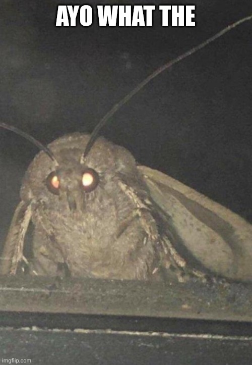 AYO WHAT THE | image tagged in moth | made w/ Imgflip meme maker