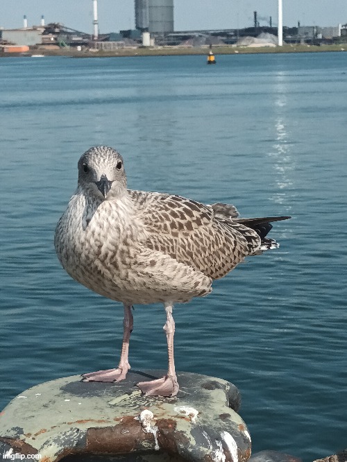 (close up) Immature Herring Gull in Holland, took the photo yesterday when I was returning from my holiday. | made w/ Imgflip meme maker