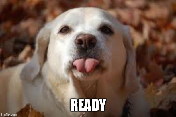 Dog Sticking Tongue Out | READY | image tagged in dog sticking tongue out | made w/ Imgflip meme maker