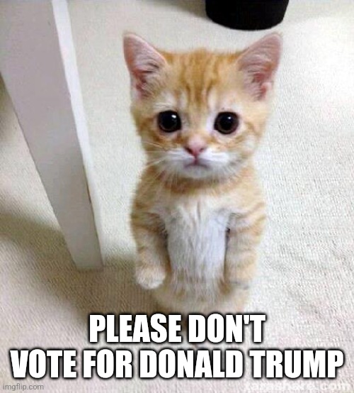 Listen to the Cat | PLEASE DON'T VOTE FOR DONALD TRUMP | image tagged in cute cat,never trump,never again | made w/ Imgflip meme maker