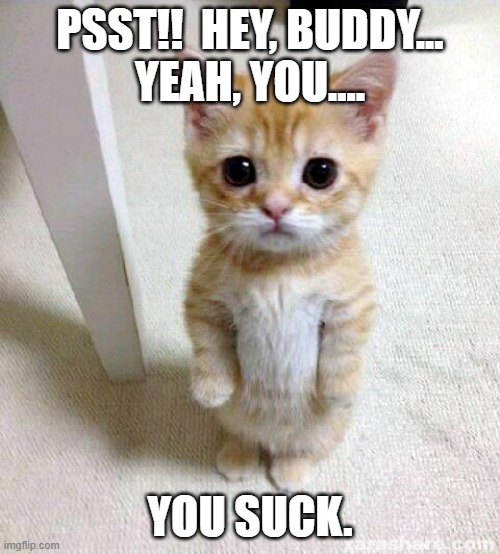 Demotivational kitten. | PSST!!  HEY, BUDDY...
YEAH, YOU.... YOU SUCK. | image tagged in memes,cute cat | made w/ Imgflip meme maker