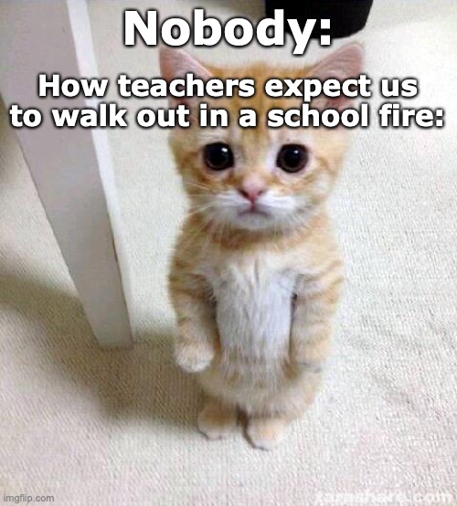 If it would me I would be breaking track records to get out of there | How teachers expect us to walk out in a school fire:; Nobody: | image tagged in memes,cute cat | made w/ Imgflip meme maker