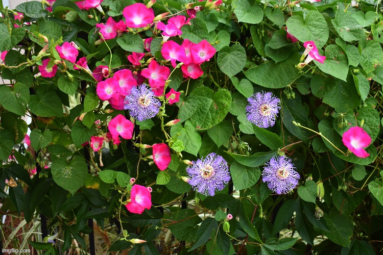 My front handrail this morning! | made w/ Imgflip meme maker