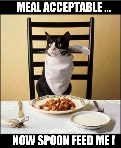 A Very Demanding Cat ! | MEAL ACCEPTABLE ... NOW SPOON FEED ME ! | image tagged in cats,cat at dinner,demanding | made w/ Imgflip meme maker
