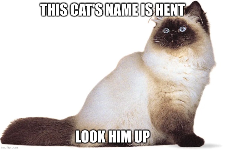 hent the cat | THIS CAT'S NAME IS HENT; LOOK HIM UP | made w/ Imgflip meme maker