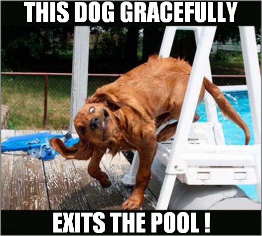 Doing It In Style ! | THIS DOG GRACEFULLY; EXITS THE POOL ! | image tagged in dogs,exit,swimming pool,style | made w/ Imgflip meme maker