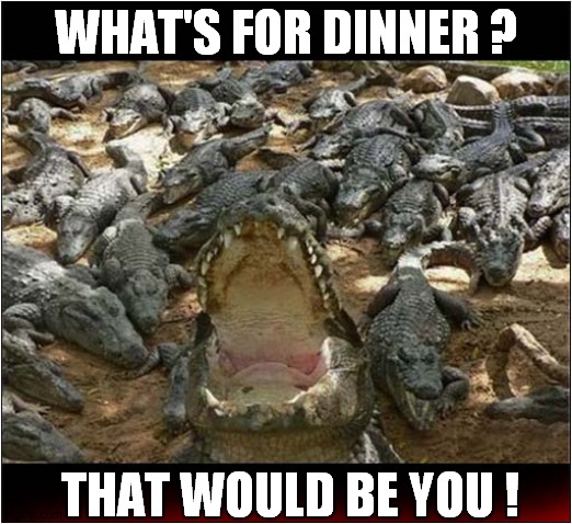 I've Been Asked To Feed The Crocodiles ... | WHAT'S FOR DINNER ? THAT WOULD BE YOU ! | image tagged in feeding,crocodiles,dark humour | made w/ Imgflip meme maker