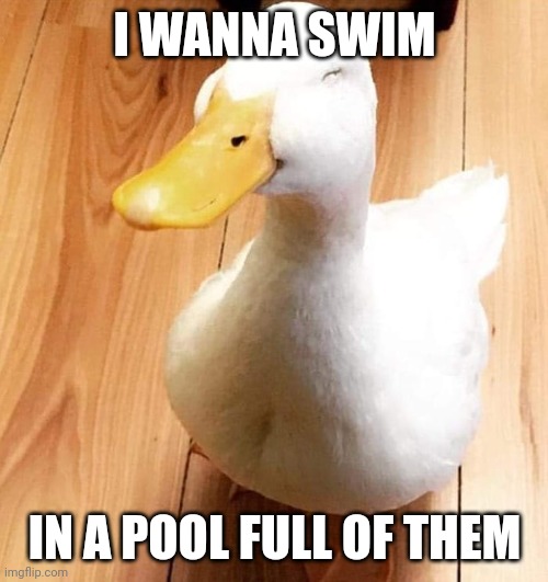 SMILE DUCK | I WANNA SWIM IN A POOL FULL OF THEM | image tagged in smile duck | made w/ Imgflip meme maker