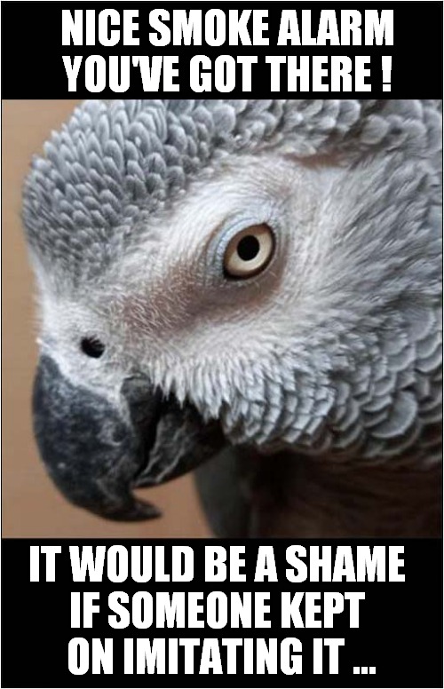 Soon To Be An Ex Parrot ! | NICE SMOKE ALARM YOU'VE GOT THERE ! IT WOULD BE A SHAME 
IF SOMEONE KEPT 
ON IMITATING IT ... | image tagged in parrot,imitating,smoke alarm | made w/ Imgflip meme maker