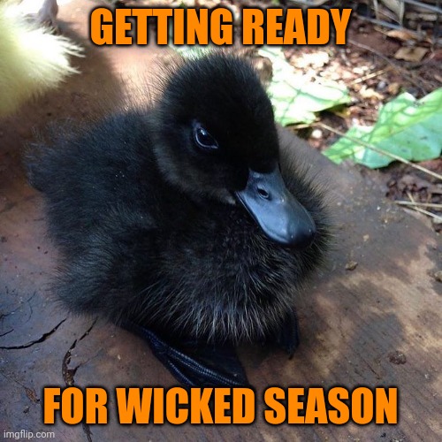 HALLOWEEN IS COMING | GETTING READY; FOR WICKED SEASON | image tagged in ducks,duck | made w/ Imgflip meme maker