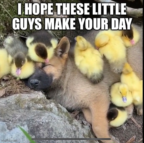 I hope these little guys make your day | I HOPE THESE LITTLE GUYS MAKE YOUR DAY | image tagged in cute puppies | made w/ Imgflip meme maker