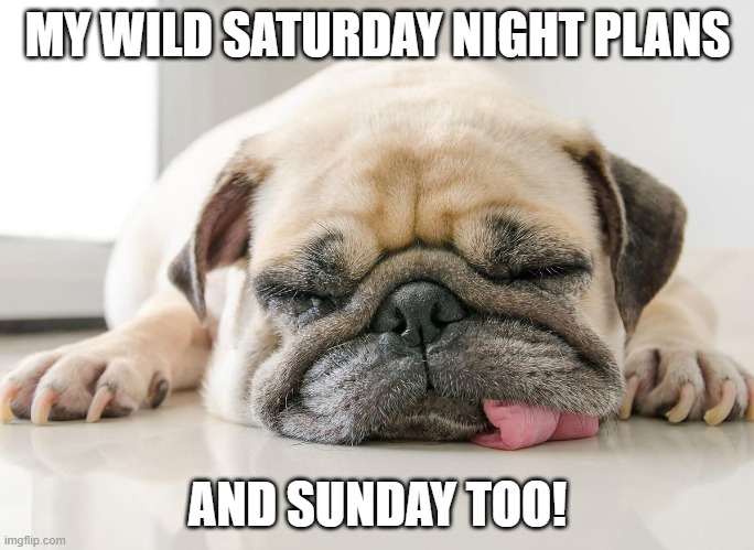 sleepy saturday meme | MY WILD SATURDAY NIGHT PLANS; AND SUNDAY TOO! | image tagged in sleepy dog,lazy sunday | made w/ Imgflip meme maker