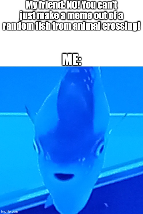I saw this and immediately thought of this meme | My friend: NO! You can't just make a meme out of a random fish from animal crossing! ME: | image tagged in blank white template,animal crossing,fish | made w/ Imgflip meme maker
