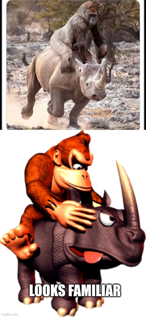 DONKEY KONG COUNTRY | LOOKS FAMILIAR | image tagged in donkey kong,dk,snes,nintendo | made w/ Imgflip meme maker