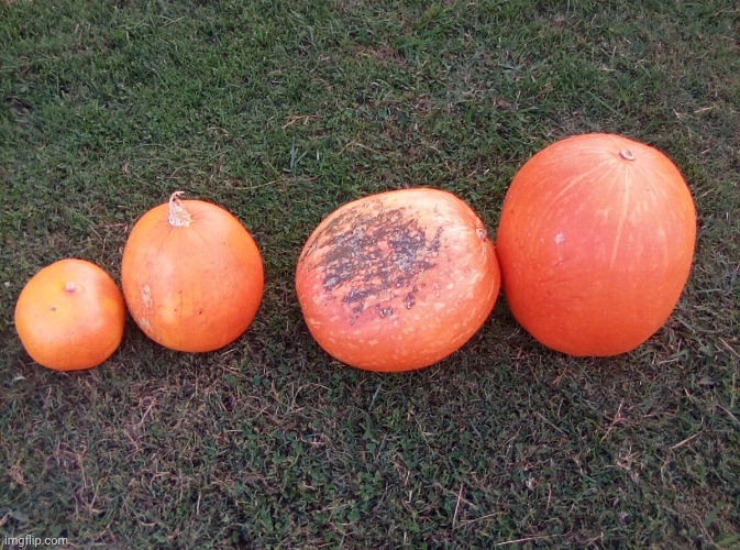All the pumpkins from my garden | image tagged in pumpkin | made w/ Imgflip meme maker
