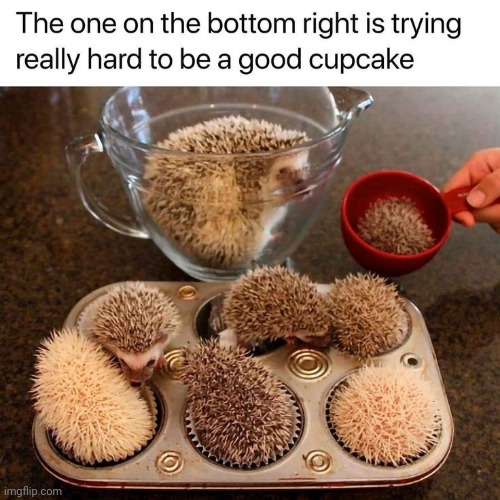 not sure | image tagged in porcupine,cupcakes | made w/ Imgflip meme maker