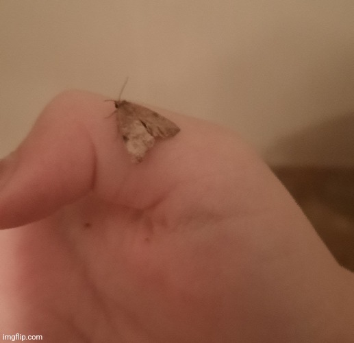 I befriended a moth! | made w/ Imgflip meme maker